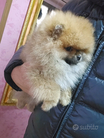 Spitz nani con pedigree enci