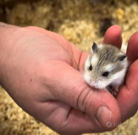 Cuccioli criceto