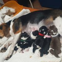 Cuccioli di bigol . Nati il 21 luglio