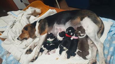 Cuccioli di bigol . Nati il 21 luglio