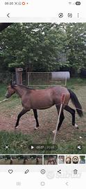 Cavallo paint