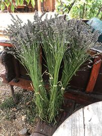 Bouquet di lavanda biologica