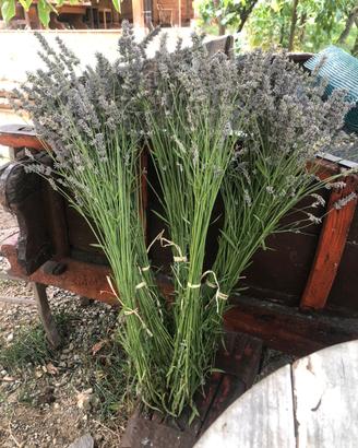 Bouquet di lavanda biologica