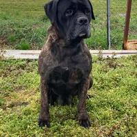 Cuccioli cane corso