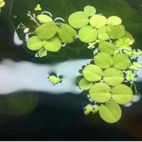 Salvinia Minima + Lemna Minor 5x5 Pianta acquario