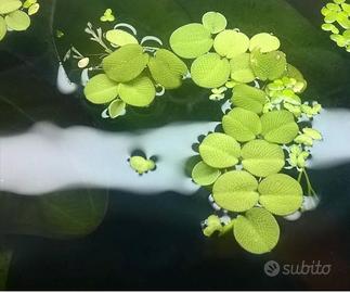 Salvinia Minima + Lemna Minor 5x5 Pianta acquario