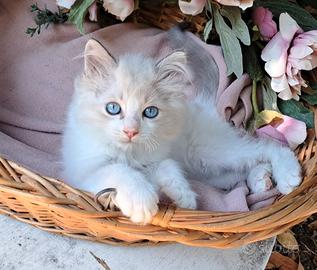 Gattino maschio Ragdoll con pedigree
