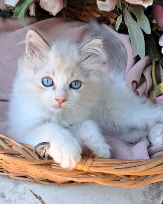 Gattino maschio Ragdoll con pedigree