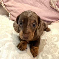 Cuccioli bassotto pedigree enci