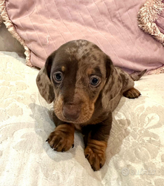 Cuccioli bassotto pedigree enci