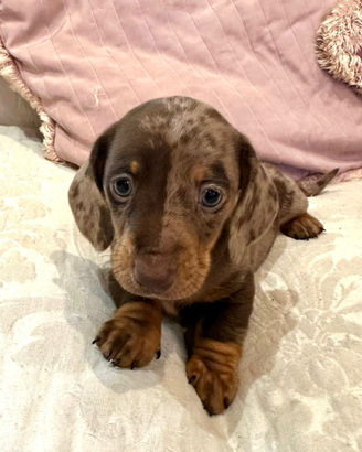 Cuccioli bassotto pedigree enci