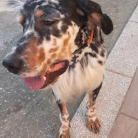 Setter inglese