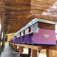 Arnia dadant Completa per Api