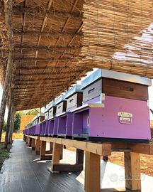 Arnia dadant Completa per Api