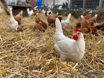 Galline ovaiole rosse nere bianche grigie