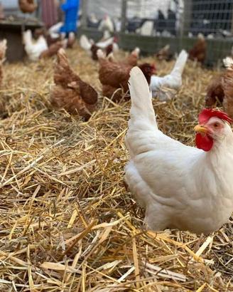 Galline ovaiole rosse nere bianche grigie