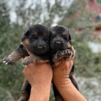 Cuccioli di pastore tedesco