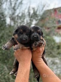 Cuccioli di pastore tedesco