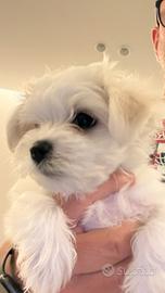 Maltese