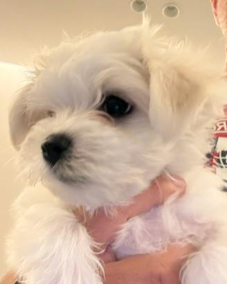 Maltese