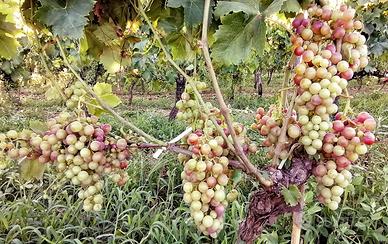 Terreno con vigneto e casetta