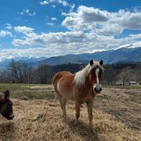 Cavallo haflinger
