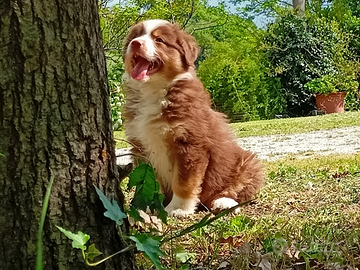 Cuccioli di pastore australiano con pedigree