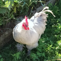 Marans grigio perla
