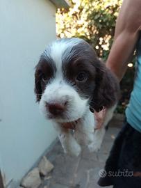 Cuccioli maschi di springer spaniel inglese