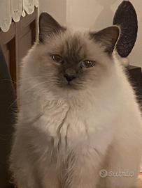 Gattino Sacro di Birmania