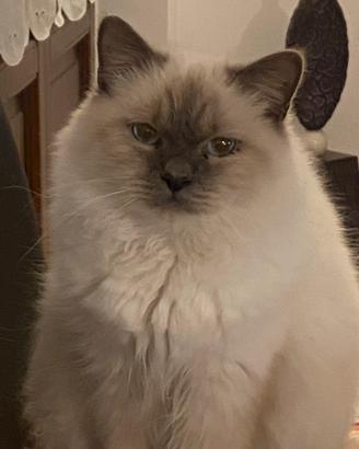 Gattino Sacro di Birmania