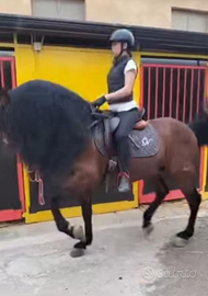 Cavalli di tutte le razze