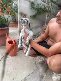 Cuccioli di setter inglese