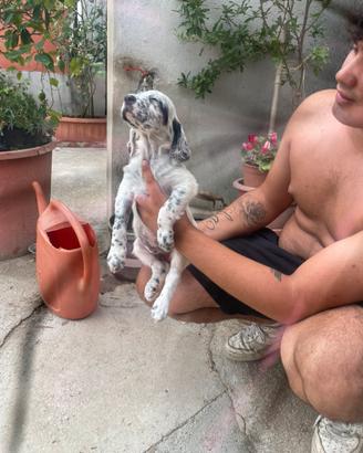 Cuccioli di setter inglese