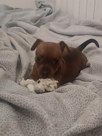 Pinscher nano