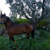Poni Welsh