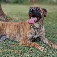 Runa, meravigliosa mix boxer