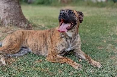 Runa, meravigliosa mix boxer