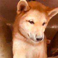 Cuccioli di shiba inu 2 mesi