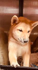 Cuccioli di shiba inu 2 mesi