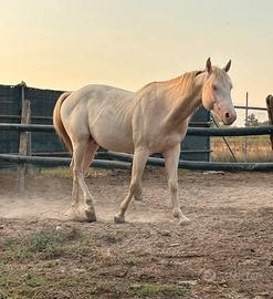 Quarter horse per stagione di monta