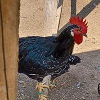 Galli di razza ancona