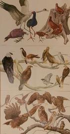 3 GRANDI ILLUSTRAZIONI VENATORIE SUGLI UCCELLI