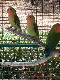 Uccelli