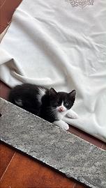 Gattini