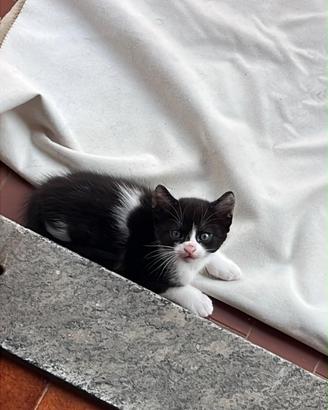 Gattini