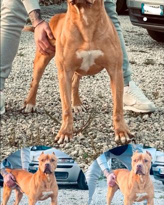 Disponibile pitbull ukc per monta