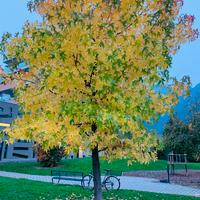 Badante disponibile da subito