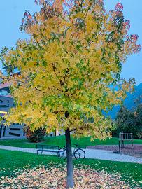 Badante disponibile da subito