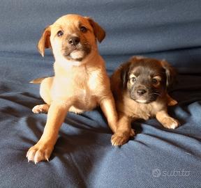 cuccioli di cane meticci
